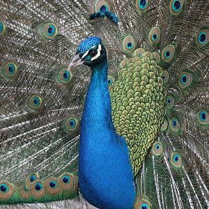 Indian peacock