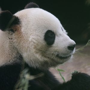 Giant panda