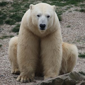 Polar bear