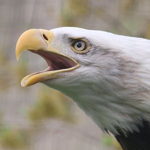 Screaming bald eagle