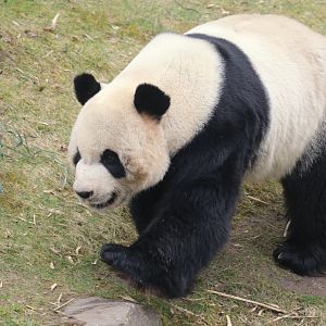 Giant panda
