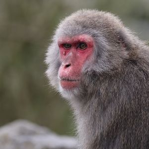 Japanese macaque