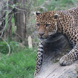 Javan leopard