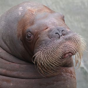 Atlantic walrus