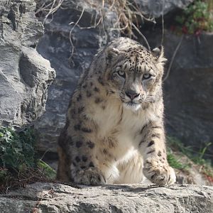 Snow leopard