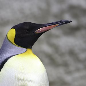 King penguin