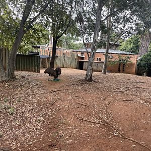 Former Red Kangaroo Exhibit, Now Emu (Macropus rufus, Dromaius novaehollandiae)