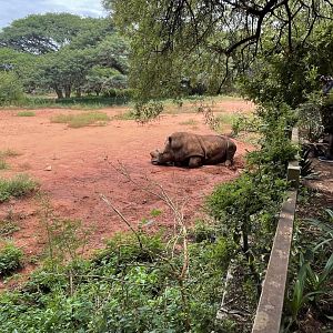 White Rhinoceros Exhibit (Cerotherium simum)