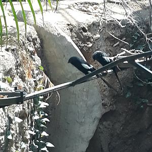 Magpie shrikes