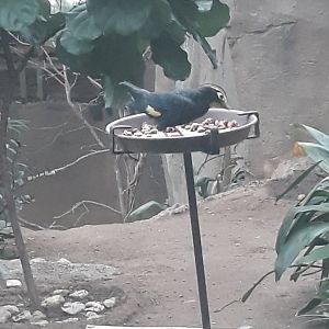 Golden-crested myna