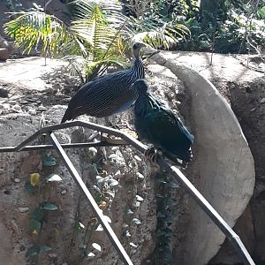Nicobar pigeon and vulturine guineafowl