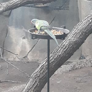 Princess parrot