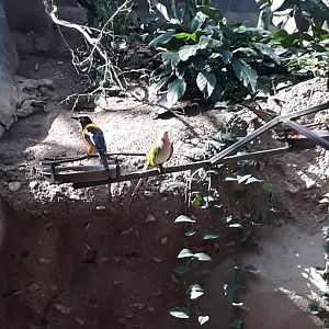 Venezuelan troupial and princess parrot