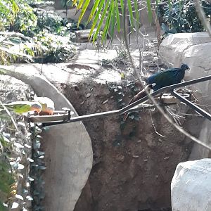 World of Primates atrium