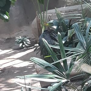 Female green peafowl