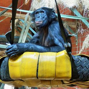 Bonobos at Twycross - Winton