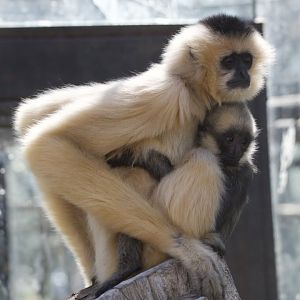 Northern White Cheeked Gibbon/ Nomascus leucogenys