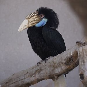 Wreathed Hornbill/ Rhyticeros undulatus