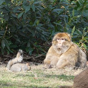Barbary macaque and grey squirrel