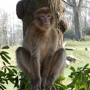 Juvenile barbary macaque