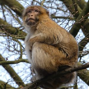 Macaque in a tree