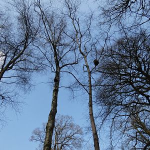 Macaque above in the trees