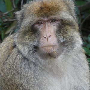 Barbary macaque portrait