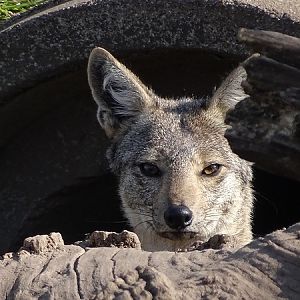 Side-striped jackal