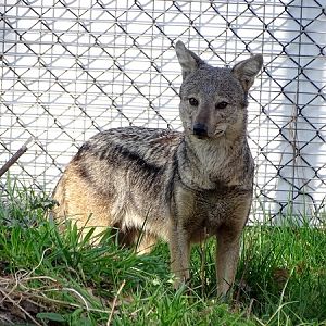 Side-striped jackal