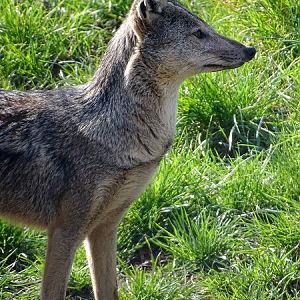 Side-striped jackal