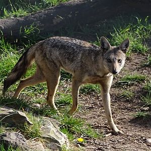 Side-striped jackal