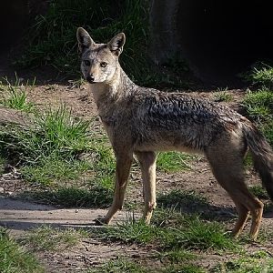 Side-striped jackal