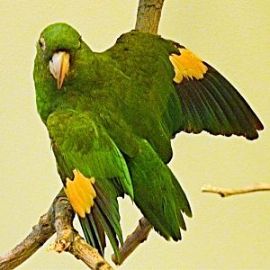 Which species of parrot? - Solved!