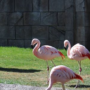 Chilean Flamingos