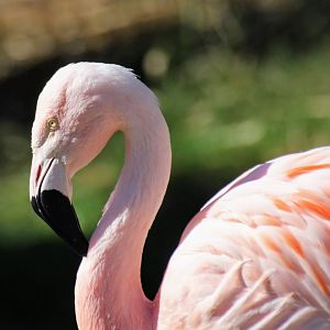 Chilean Flamingo