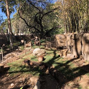 Giant Anteater Exhibit