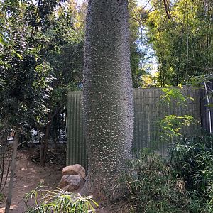 Silk Floss Tree