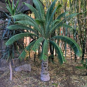 Cycad in South America area