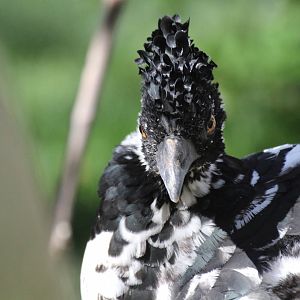 Yellow-knobbed Curassow