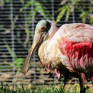 Roseate Spoonbill