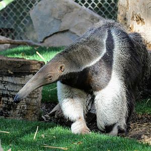 Giant Anteater