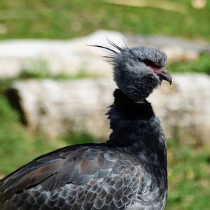 Southern Screamer