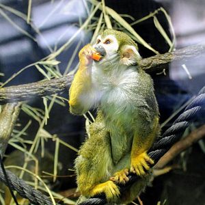 Guinan Squirrel Monkey