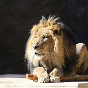 African Lion
