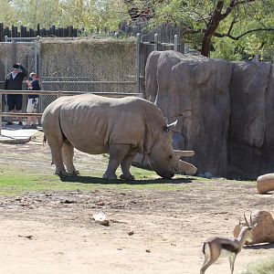 Southern White Rhinoceros & Speke's Gazelle