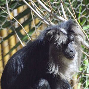 Lion-tailed Macaque