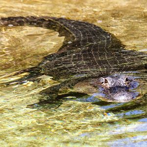 American Alligator