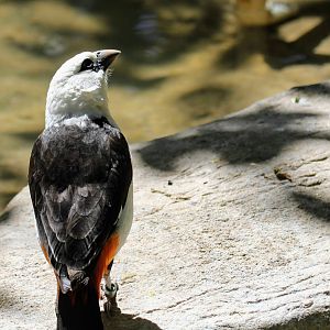 White-headed Buffalo Weaver