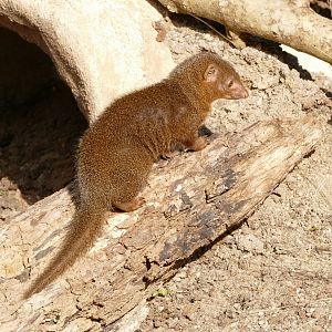 Dwarf Mongoose, March 2022