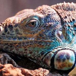 Axanthic Blue Iguana / 23-3-22 / Dartmoor Zoo